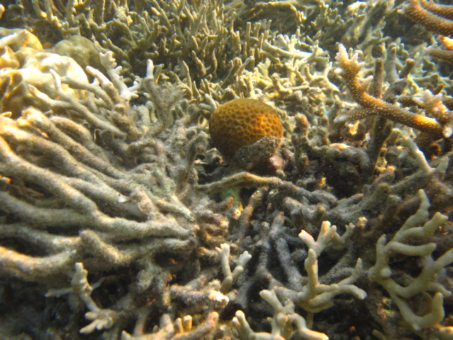 Gambar terumbu Karang Bawah Laut Karimunjawa pulau wisata indonesia