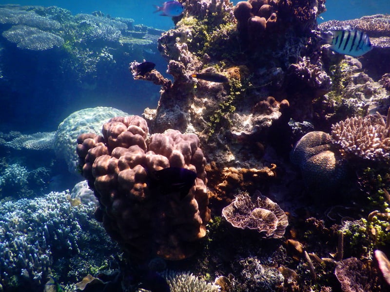 dokumentasi terumbu karang pulau cilik biro wisata karimunjawa