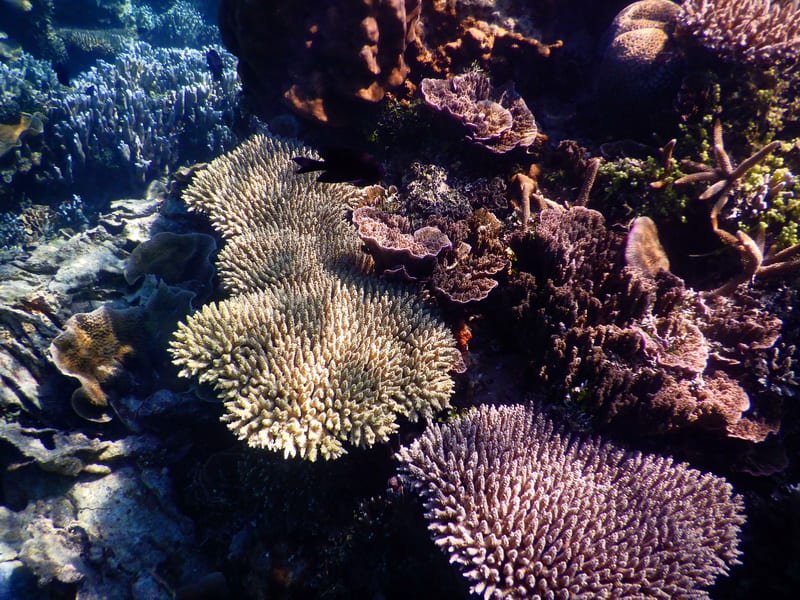 kumpulan gambar terumbu karang pulau cilik karimunjawa