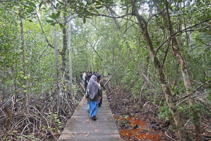 Hutan Mangrove Karimunjawa
