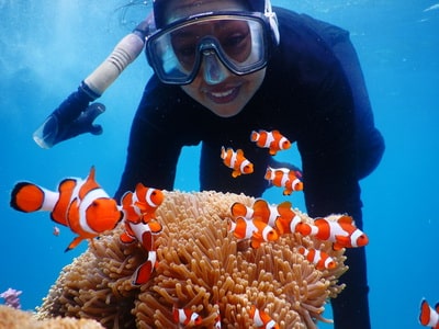 Wisata Ke Karimunjawa Tak Perlu Hasil Swab Lagi Spot Nemo